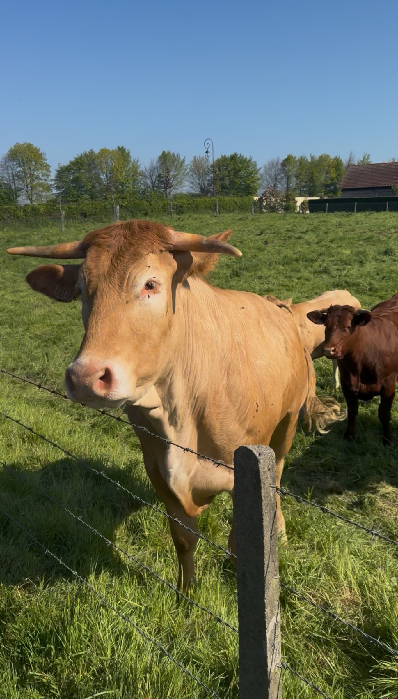 Les vaches dans les prés devant Maison Mère